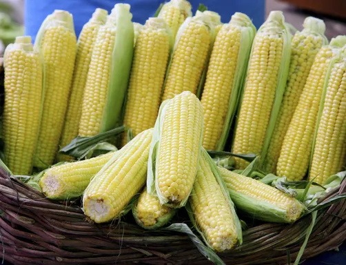 Basket of freshly husked maize cobs
