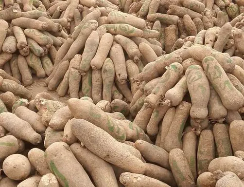 Large pile of freshly harvested yam tubers