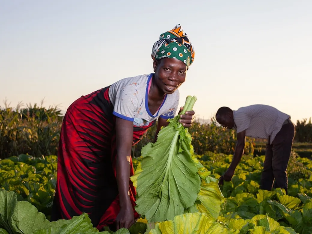 Farmers harvesting leafy greens in a green field